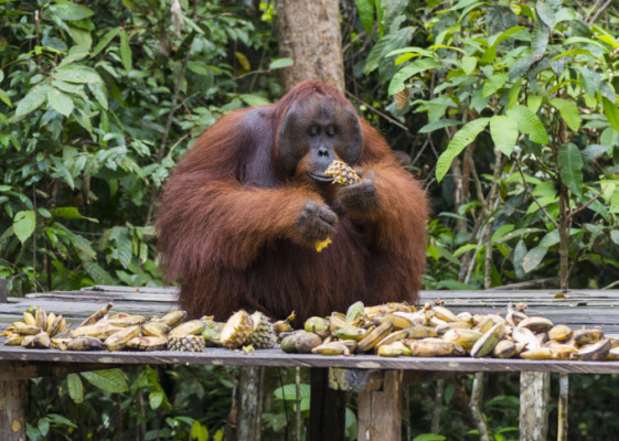 Orangutans Prefer Food Linked to Sounds of Laughter, Study Finds