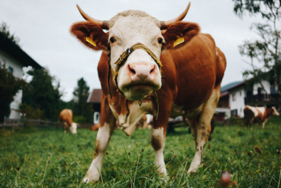 First Human Death from Shamonda Livestock Virus Highlights Unknown Health Risks