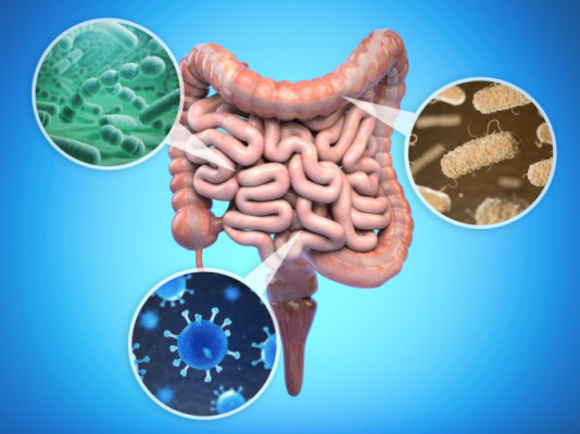 Altered Gut Beneficial Bacteria Drive Chronic Diseases, NRF–Korea Study Finds