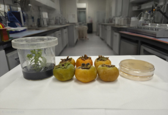 Korea Institute of Oriental Medicine uses persimmon calyx yeast to control anthracnose without pesticides